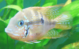Urho in fish tank